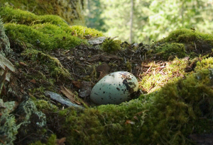 Marbled-Murrelet-single-egg-Nick_Hatch_US_ForestService