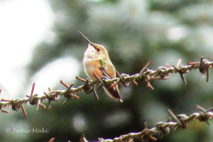 Hummingbird_Rufous copy