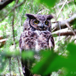 Owl_Great Horned copy
