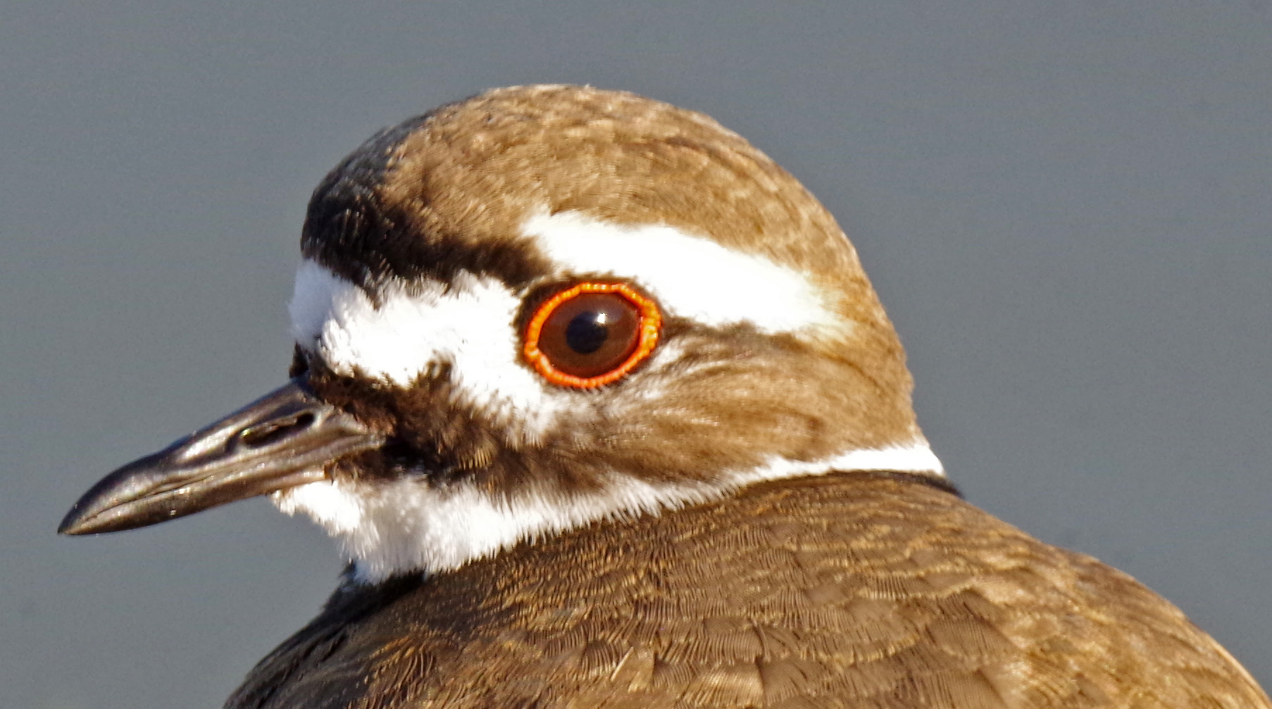 Bird Gallery – Black Hills Audubon Society