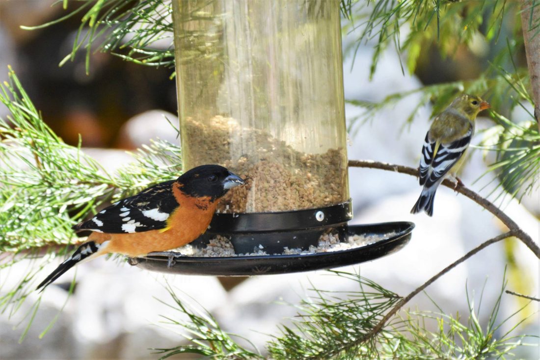 Get ready for spring birds – Black Hills Audubon Society