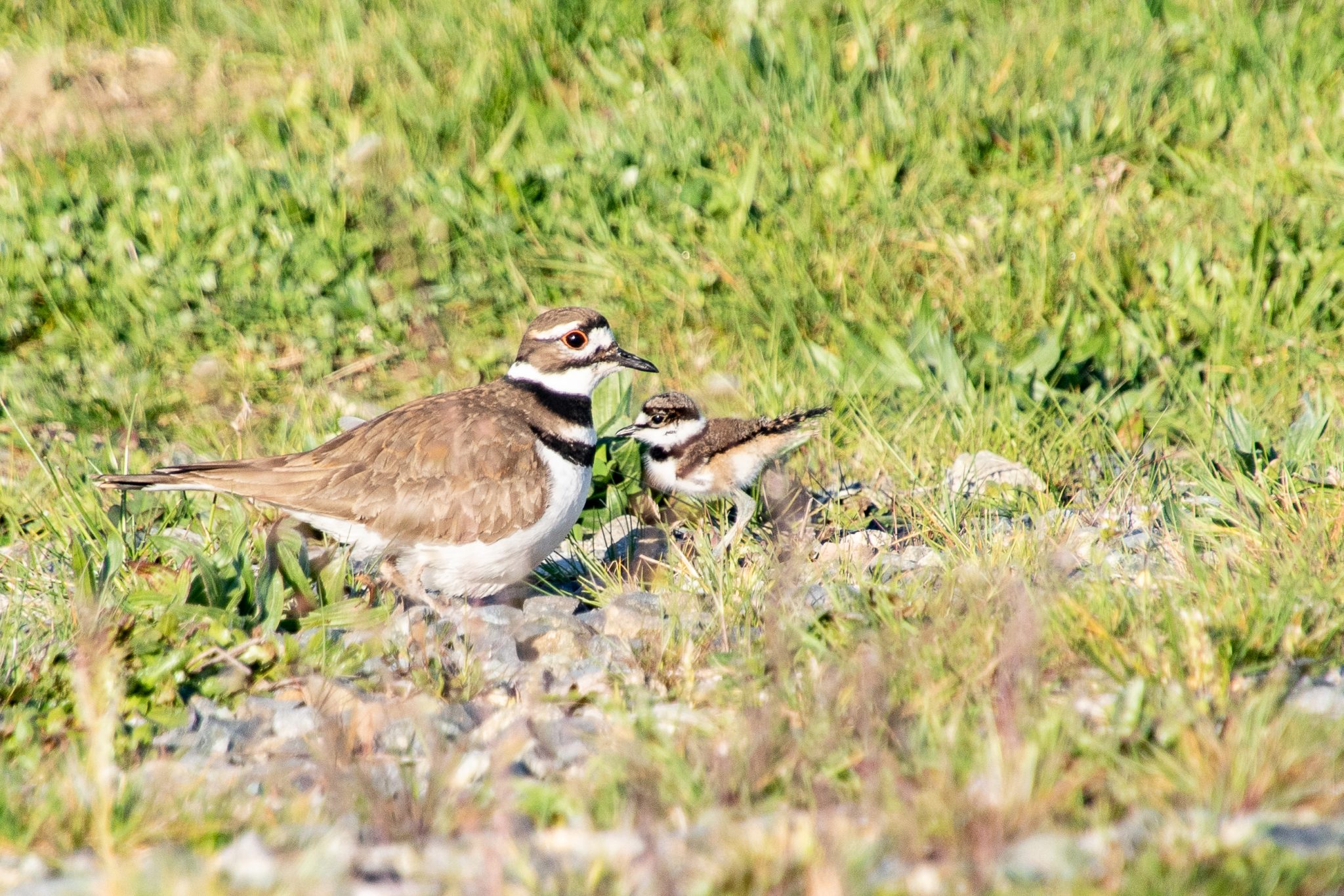 If You Protect Them, They Will Multiply – Killdeer on Pioneer Campus ...