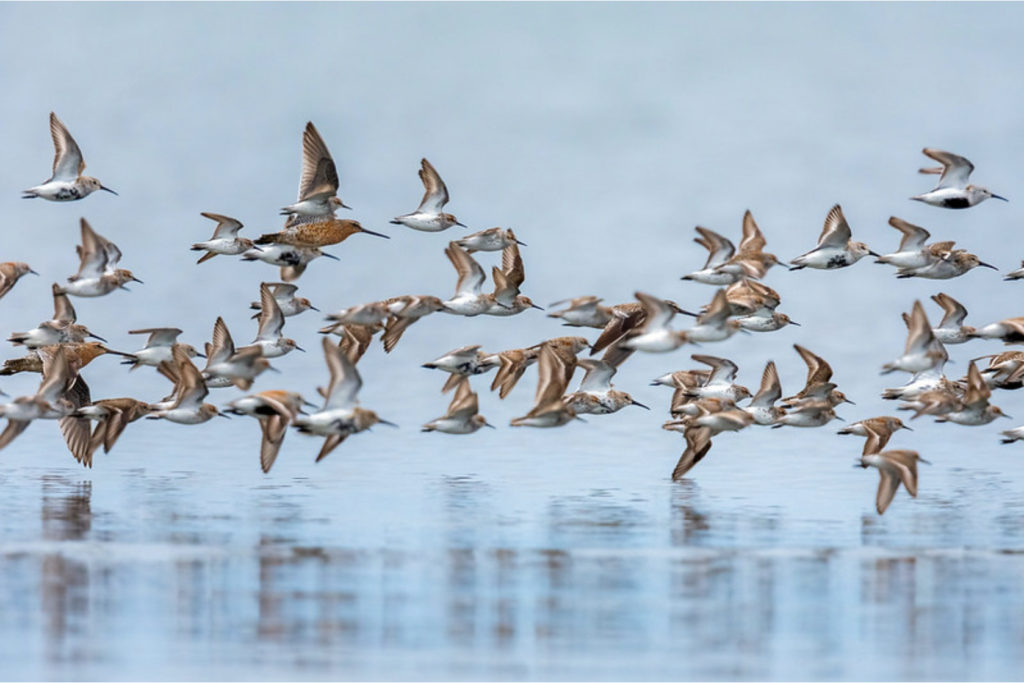Western Sandpipers by Mick Thompson