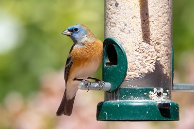 Avian Flu – Black Hills Audubon Society