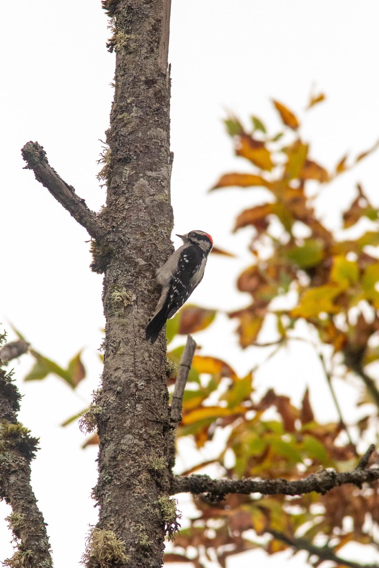 Willapa Hills Field Trip Report – Black Hills Audubon Society