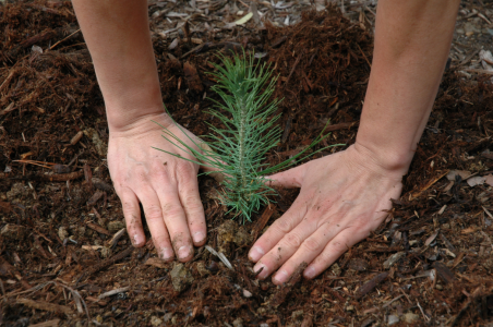 Pine-seedling